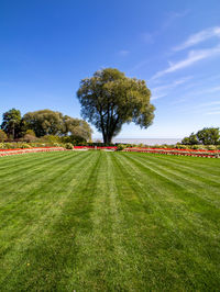 Trees on field against sky