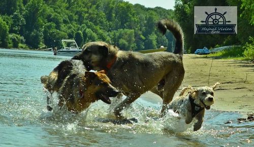 Dog in water