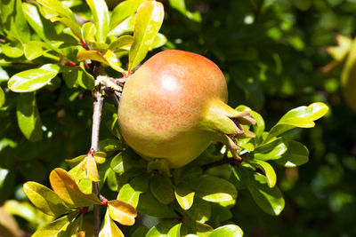 Close-up of apples on tree