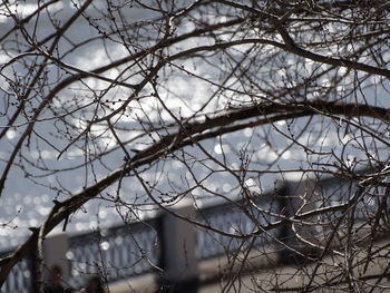 Bare trees against the sky