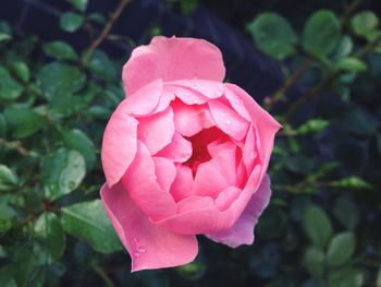 Close-up of pink rose