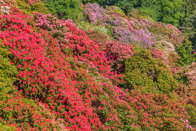 Pink flowering trees in forest