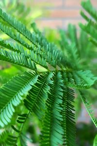 Close-up of fern leaves