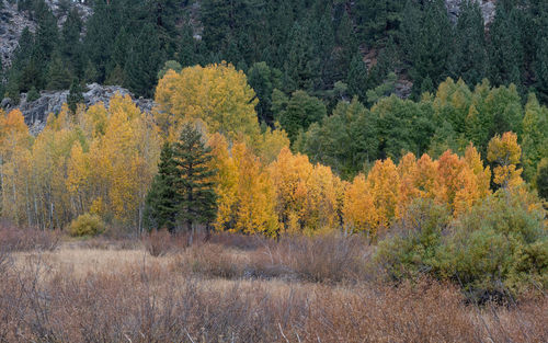 Trees in forest during autumn