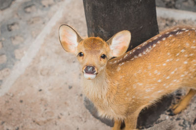 Portrait of deer