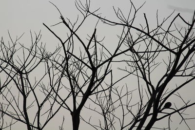 Low angle view of bare trees against clear sky