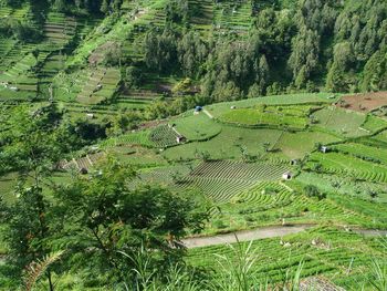 High angle view of agricultural field