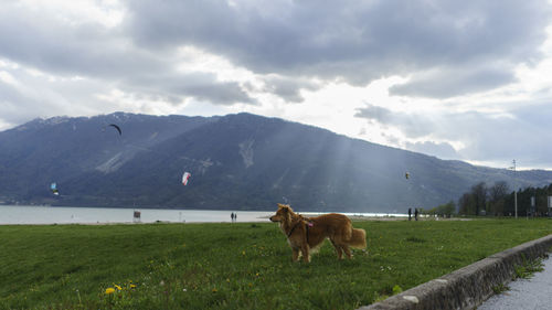 Dog on field against mountains