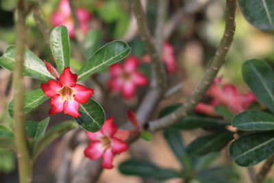 Close-up of red flowering plant