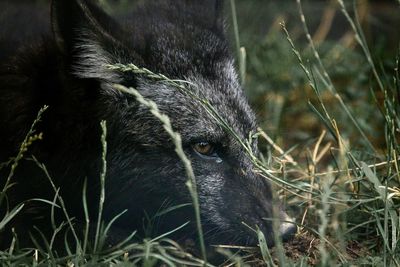 Portrait of a silver fox in the grass