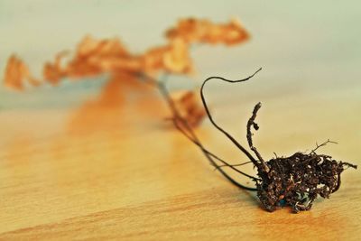 Close-up of lizard on table