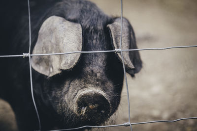 Pig by fence at farm