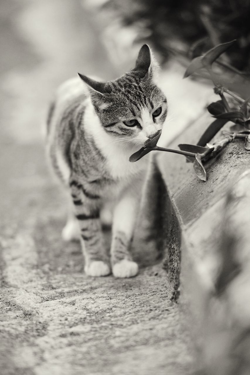domestic cat, one animal, cat, animal themes, pets, domestic animals, feline, mammal, whisker, selective focus, focus on foreground, close-up, full length, street, outdoors, day, sunlight, looking away, portrait, surface level