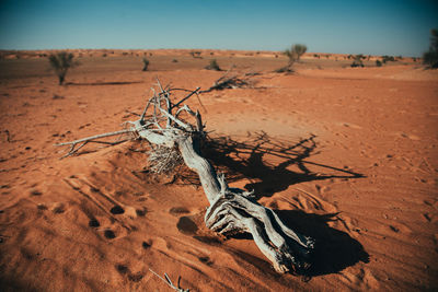 Dead tree on sand dune