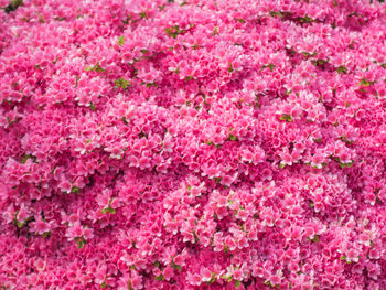 Full frame shot of pink flowers