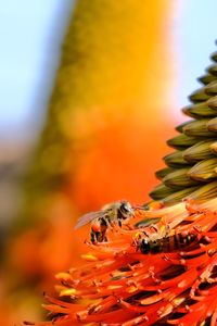 Close-up of insect on orange flower