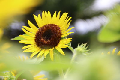 Close-up of yellow sunflower