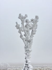 Close-up of frozen tree against clear sky