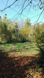 Scenic view of grassy field