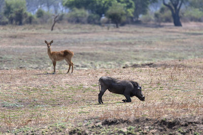 Side view of  a warthog  and  an impala on field