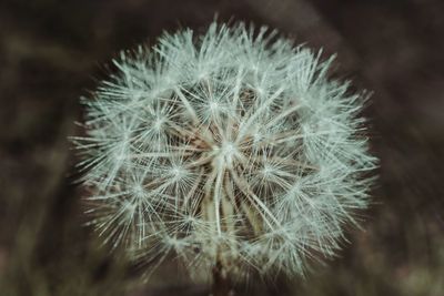 Close-up of dandelion flower