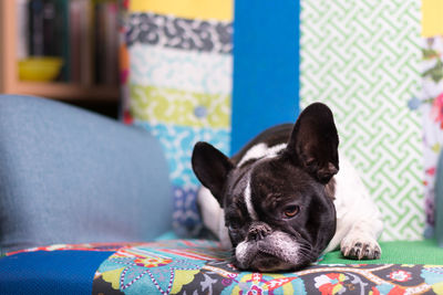 A cute black and white french bulldog dog head portrait with cute expression in the wrinkled face. 