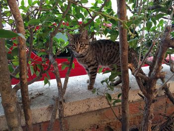 Portrait of cat against wall