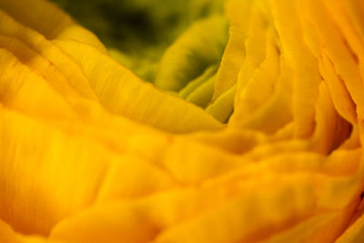 Macro shot of yellow flower