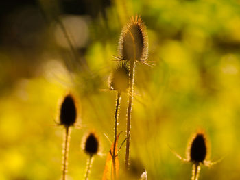 Close-up of flowering plant