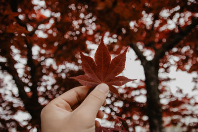 Cropped hand holding maple leaf during autumn