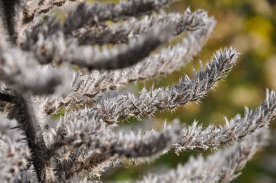 Close-up of frozen plants during winter