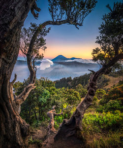 Trees on landscape against sky