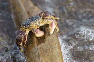 Close-up of crab on rock