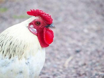 Side view of white rooster on field