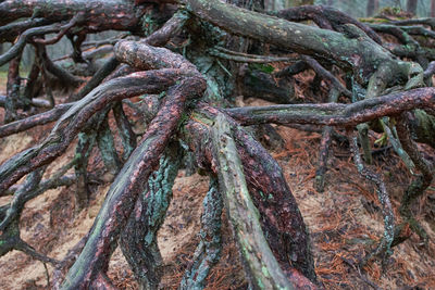 Close-up of roots on tree trunk