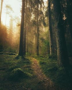 Trees in forest