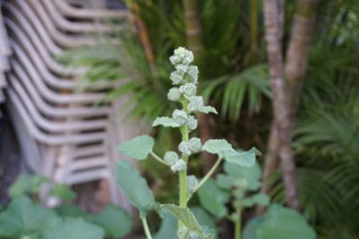 Close-up of flowers blooming outdoors