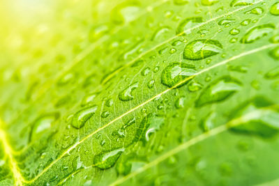 Close-up of raindrops on green leaves