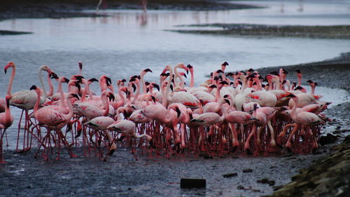 Scenic view of flamingos beside river