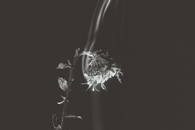 Close-up of wilted flower against black background