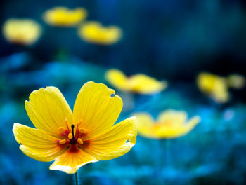 Close-up of yellow flower