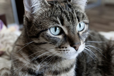 Close-up portrait of tabby cat