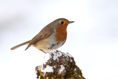 Low angle view of bird perching on snow