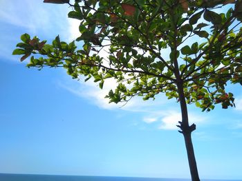 Low angle view of tree against sky