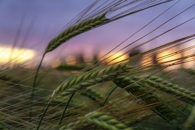 Close-up of stalks in field at sunset