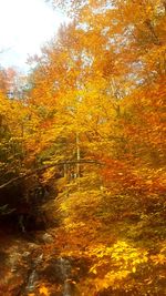 Trees in forest during autumn