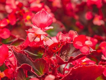 Close-up of red flowering plant