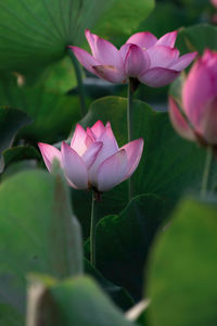 Close-up of pink lotus water lily
