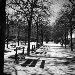 Street amidst trees in park in city