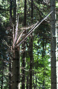 Low angle view of trees in forest